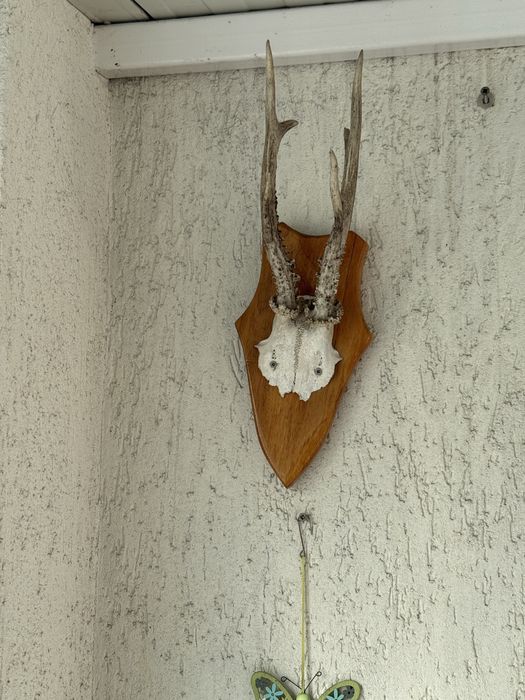 Trofeu coarne tap caprioara.