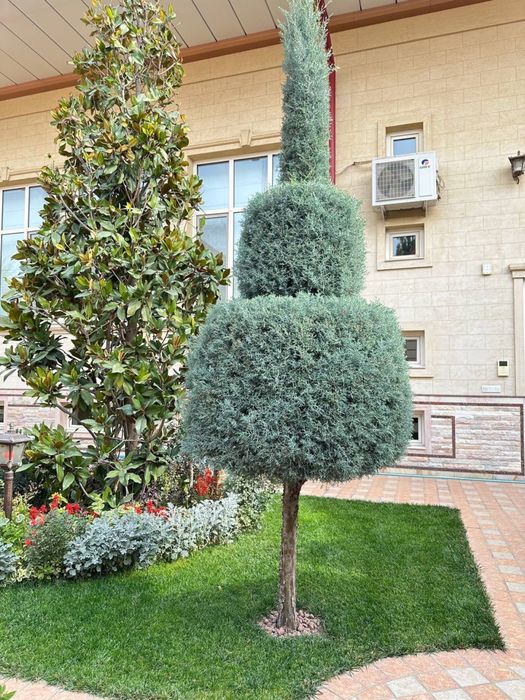 Archa sotiladi arizonka аризонка