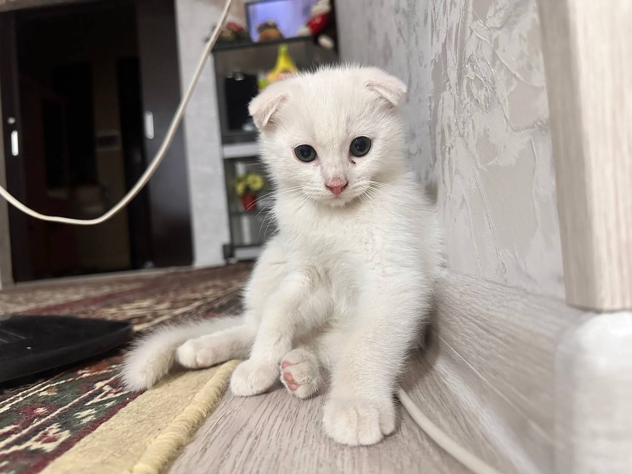 Продаётся котёнок,шотландский фолд ,малчик