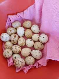 Vând ouă pentru incubat prepelițe californian