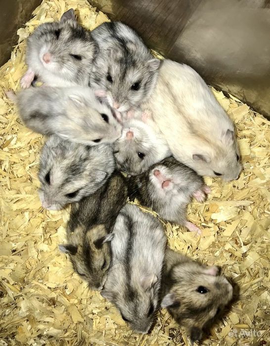 Продам  - джунгарские хомячки