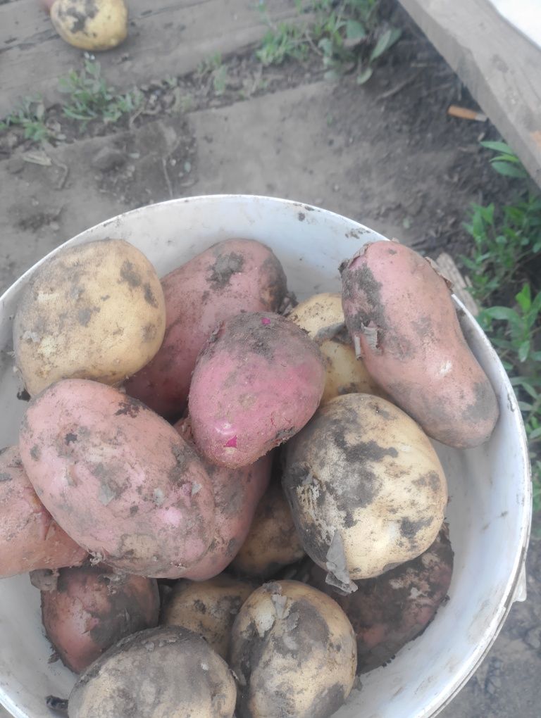 Продам картошку домашнюю.