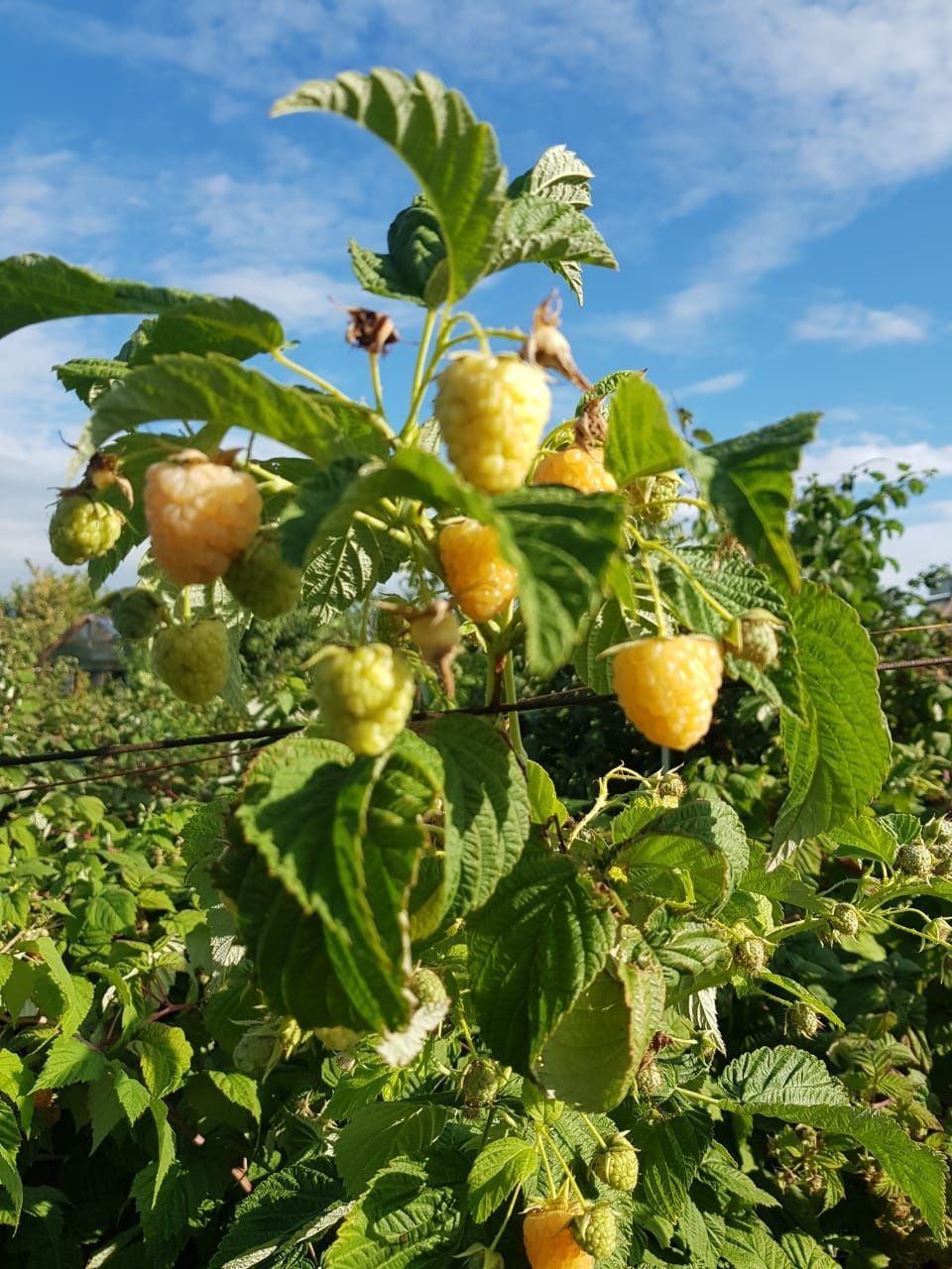 Саженцы Яблони, Малина, Жимолость, Виноград, Клубника и т.д.