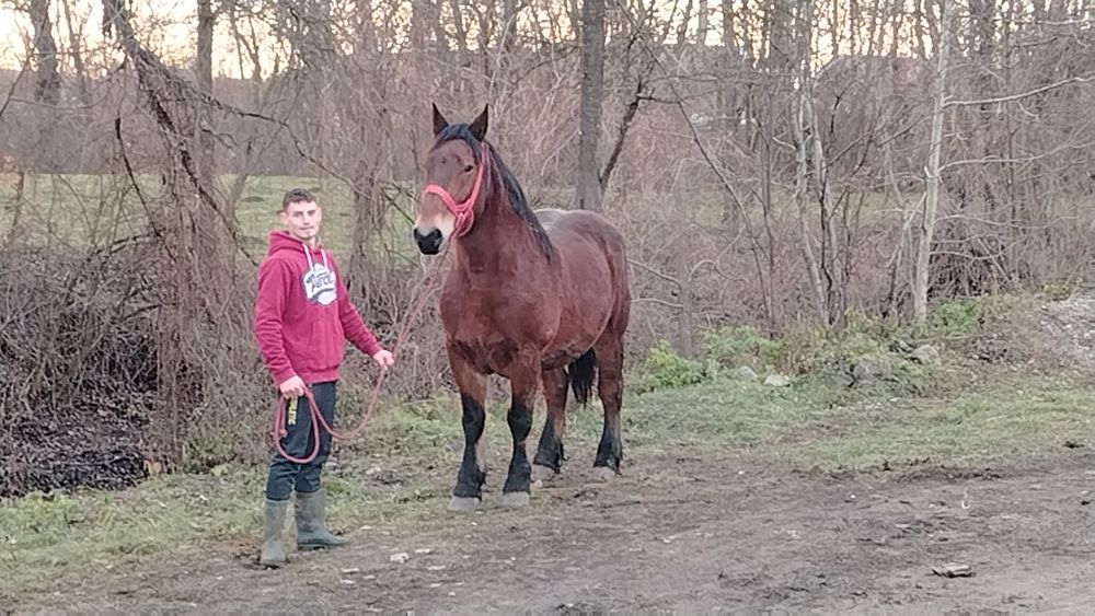 Vând cal castrat!