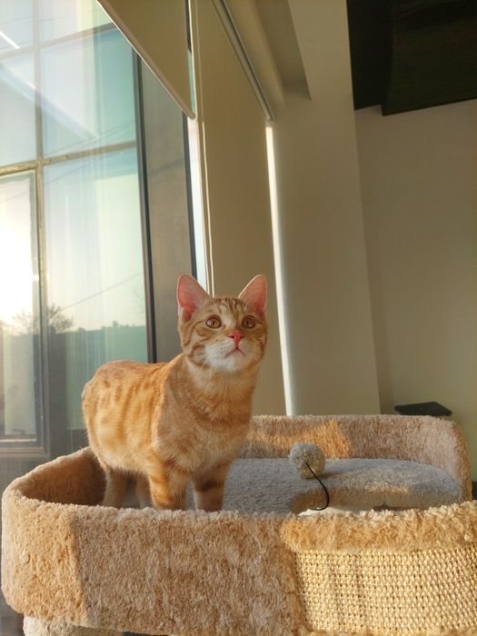 Котенок мальчик Ташкент