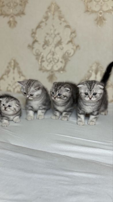 Шотландские чистокровные котята ищут свой дом!