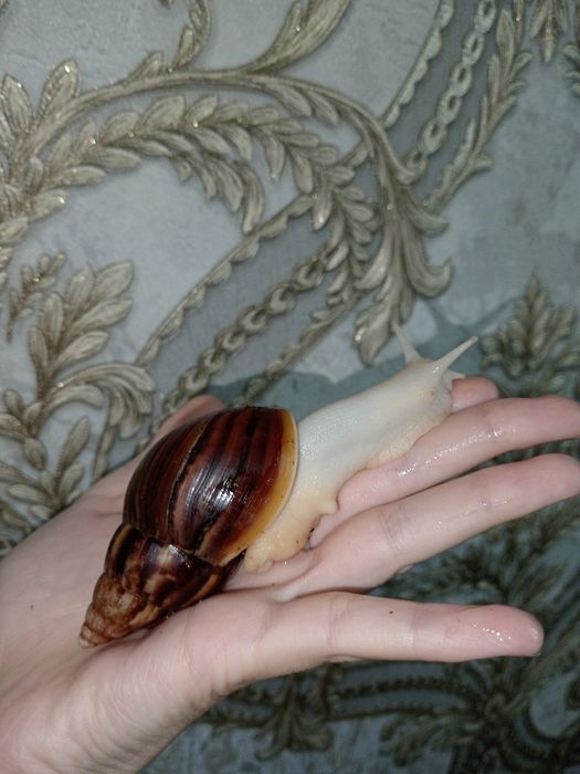 Улиткалар сотувда