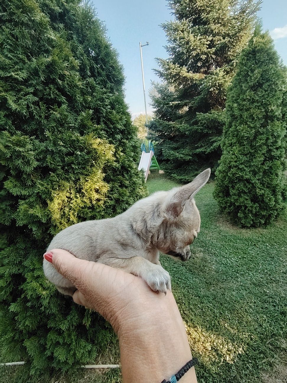 Мъжко мини чихуахуа