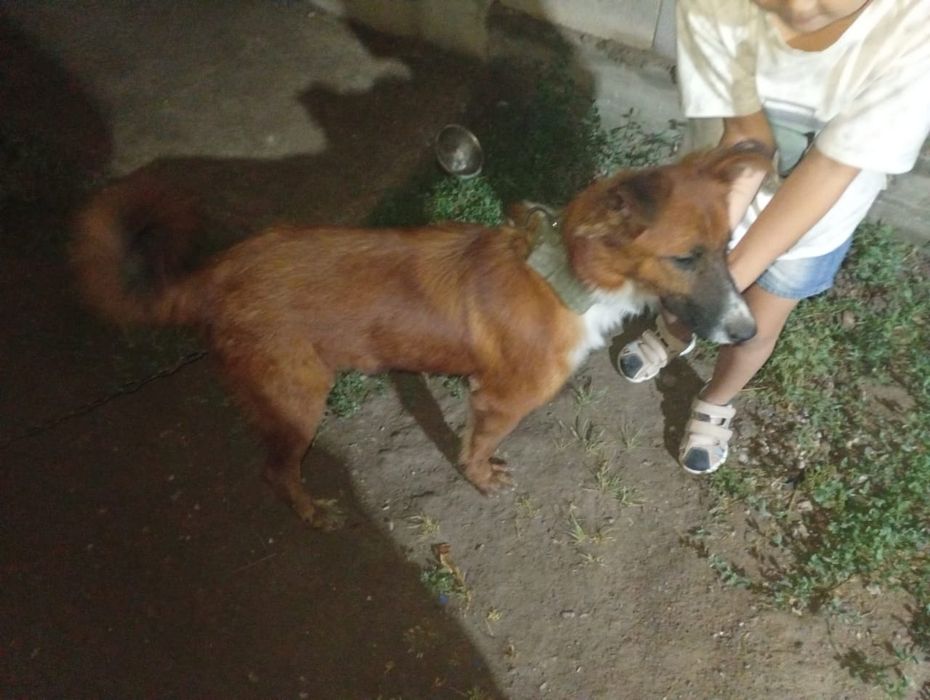 4-5 айлық күшік бар бесплатно көшеге тастауға қимай тұрмыз обал деп