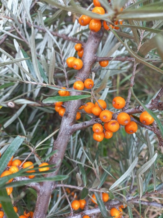 Puiet cătină diferite soiuri