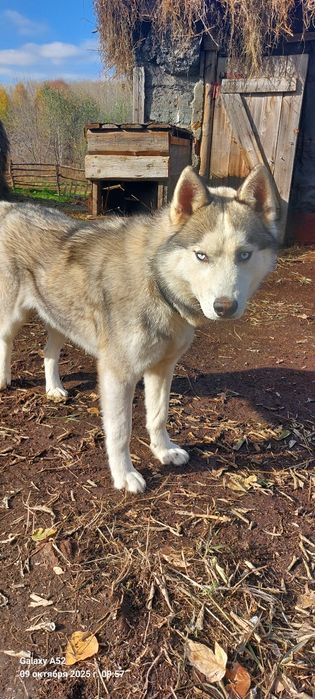 Продам хаски мальчик по кличке Майки.