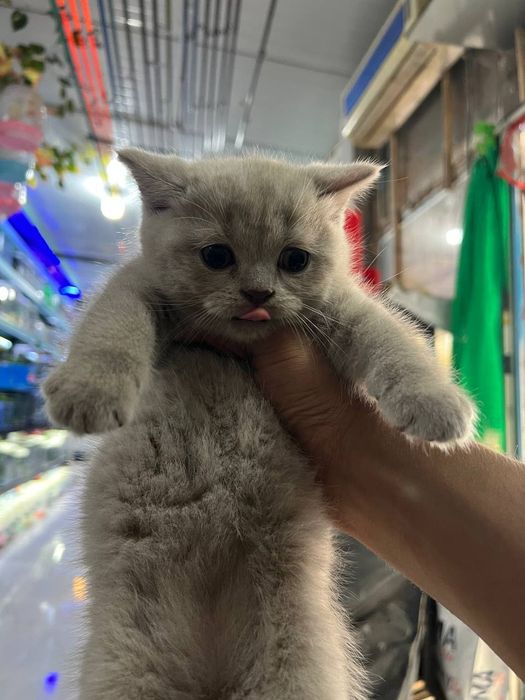 Продаются котята