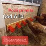 Curci pui gaini prepelite fazan rate-ADAPATORI Cu Nivel Reglabil - A10