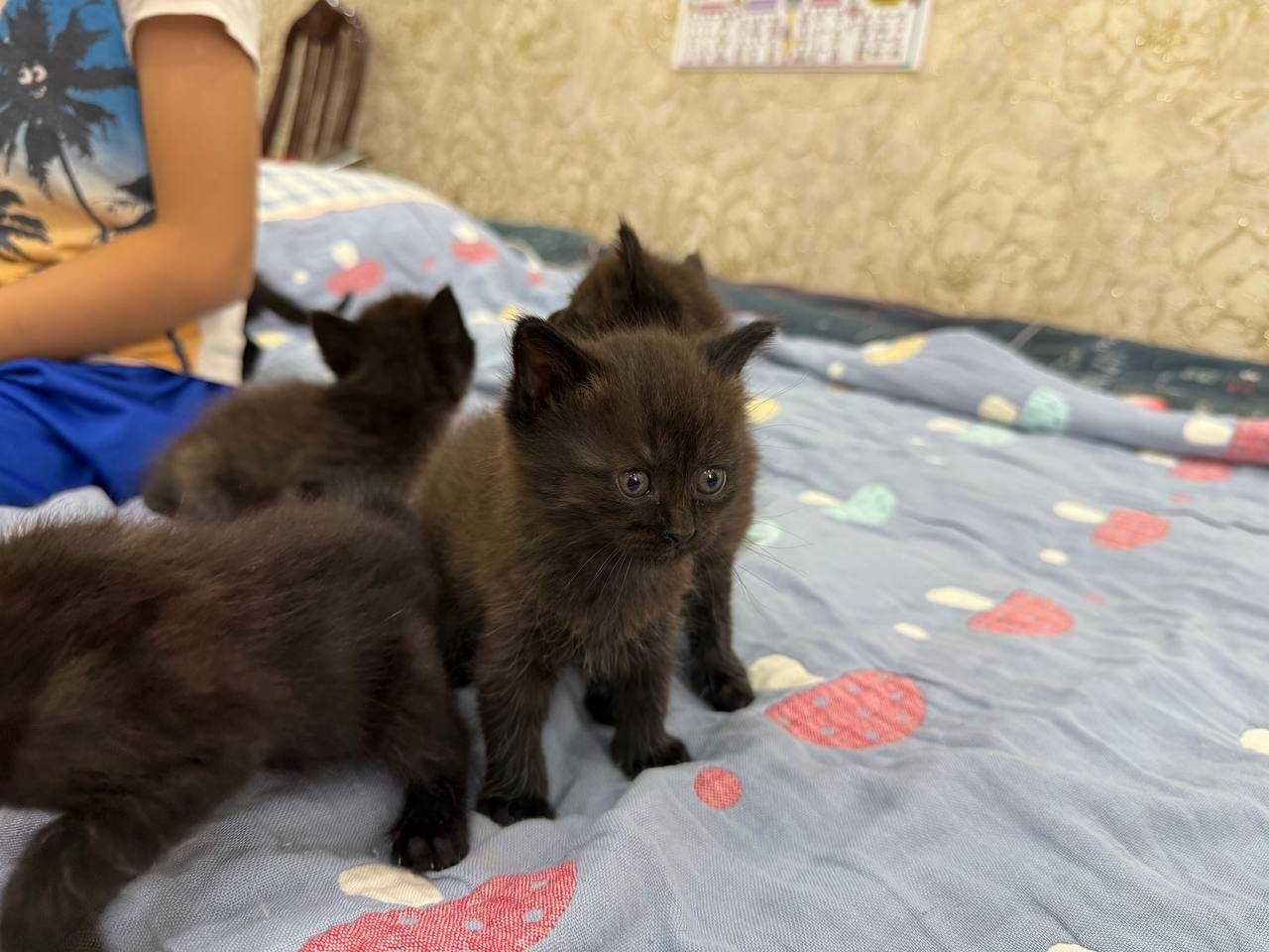 Отдам котят в добрые и ответственные руки!