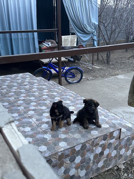 Щенки овчарята  мальчики и девочки