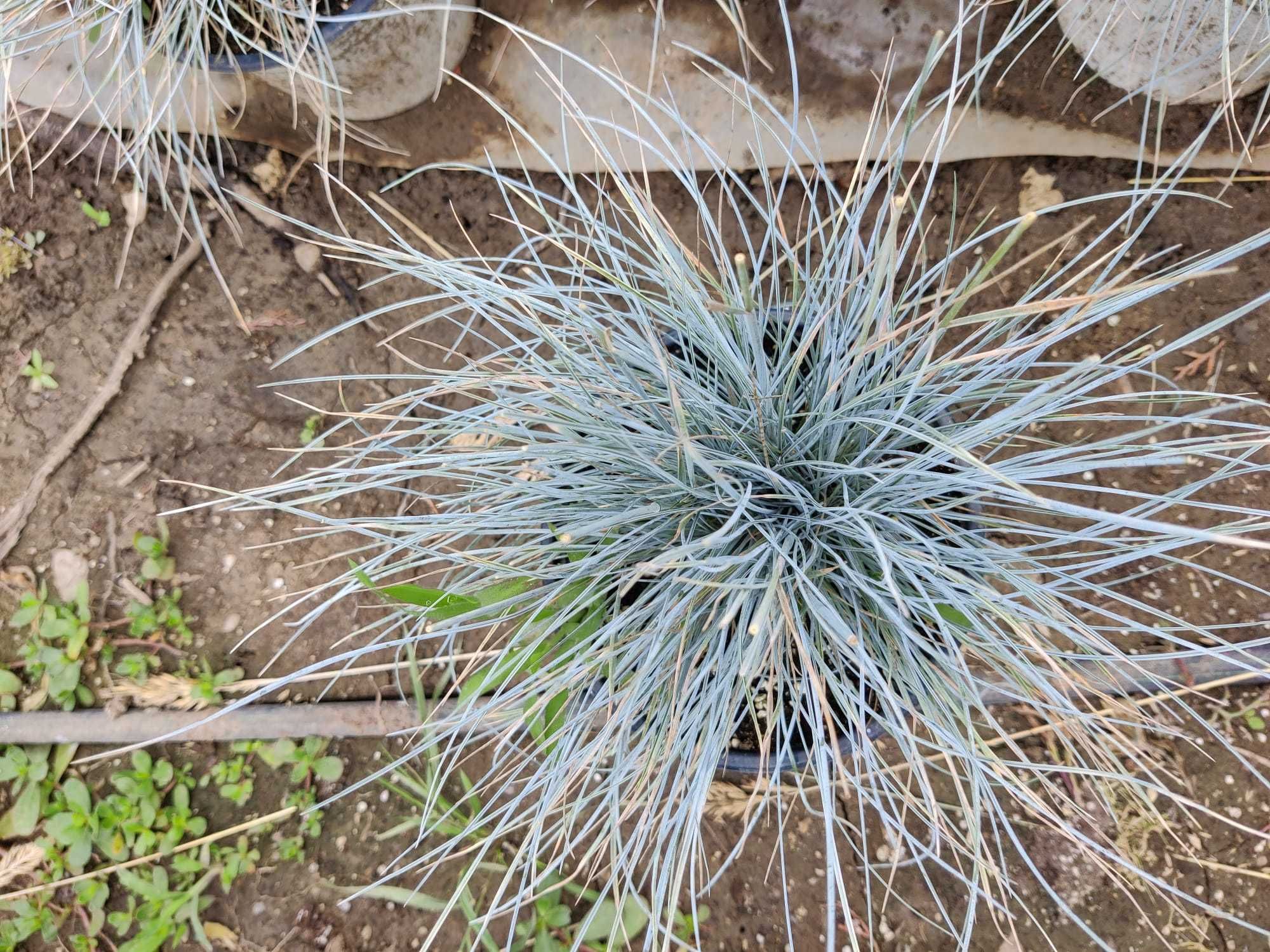 Vand iarba albastra si Lavanda parfumata! Mix de frumusete!