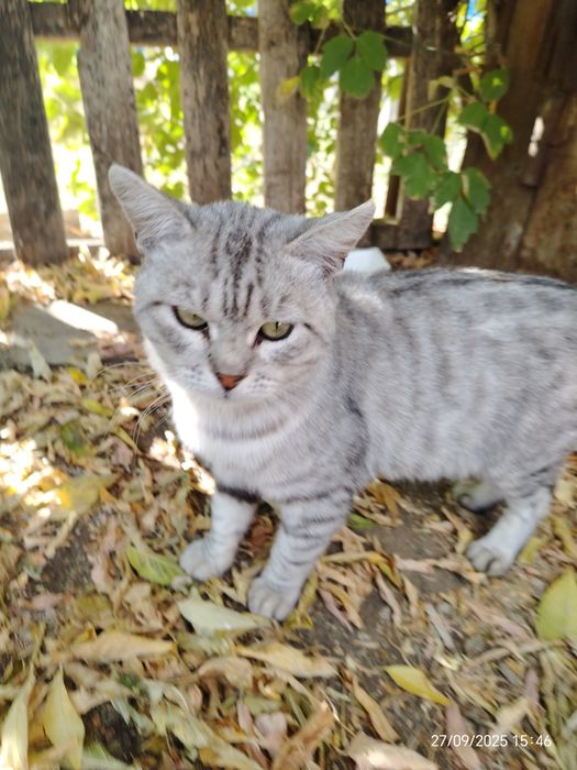 Шотландец кот красавец ищет дом и любящую семью.