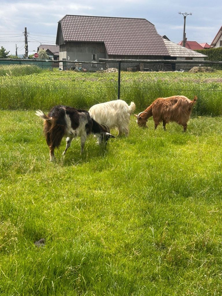 Vând trei capre cu lapte
