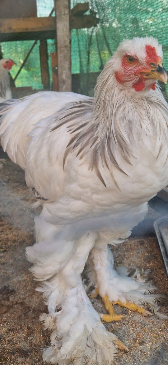 brahma HD tineri