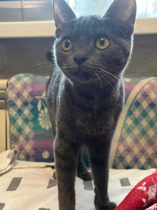 Котёнок помесь породы Корат