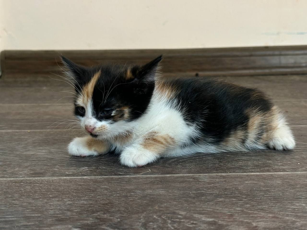 Домашние котята в хорошие руки