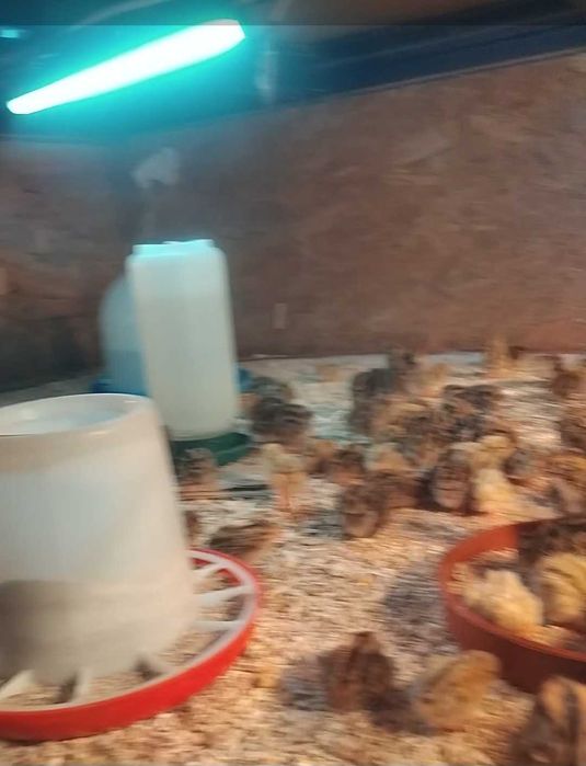 Продавам пъдпъдъци