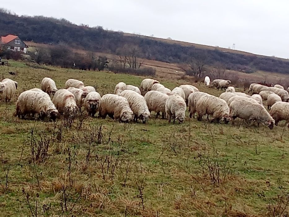 Vând 120 de oi țurcane