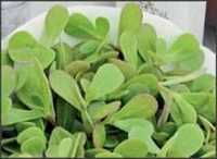 Seminte de Baby Leaf - iarba grasa / 1 plic de 0.5gr/ vitamine