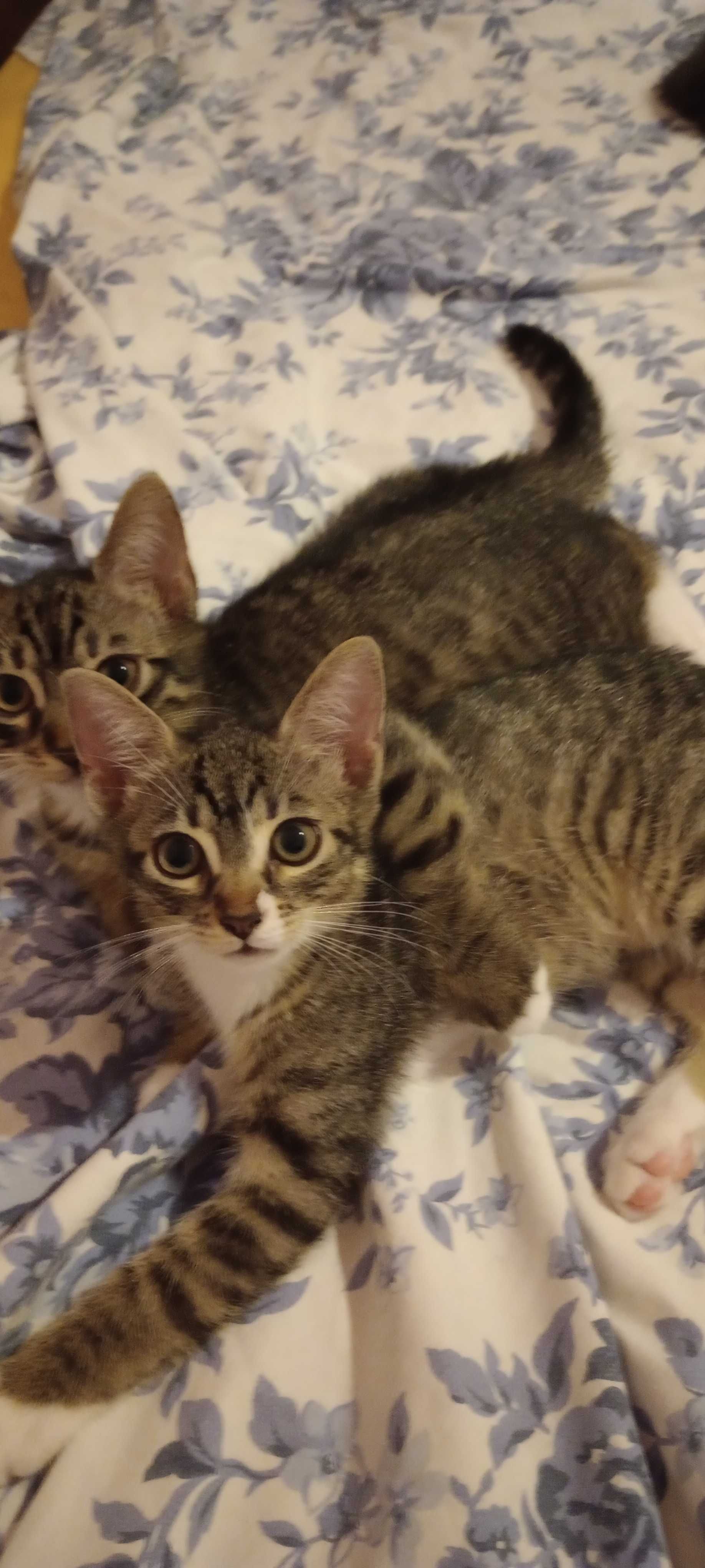 Котенца на 2 месеца търсят дом