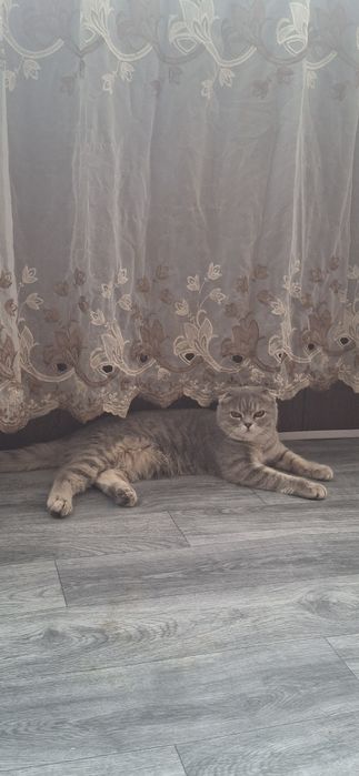 Продаётся шикарный котик шотландский вислоухий скоттиш фолд.