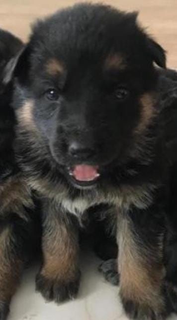 Продам щенка немецкой овчарки девочка