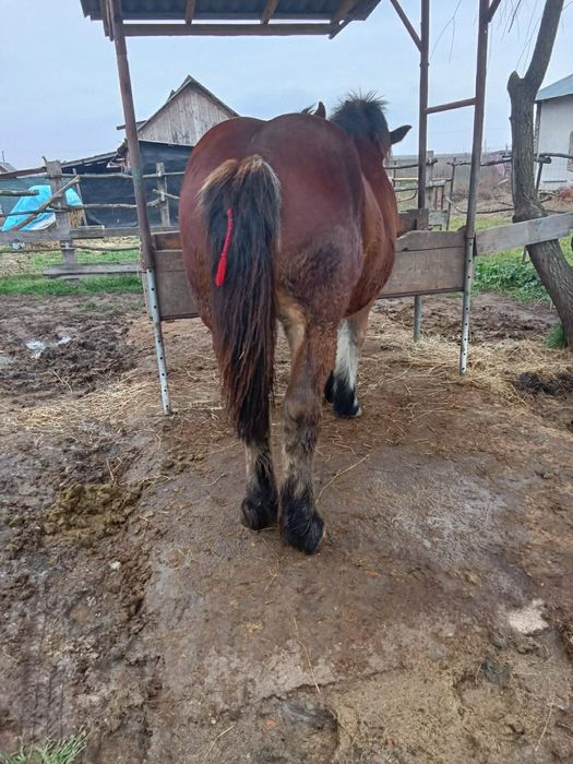 Vând mânzii ardenez