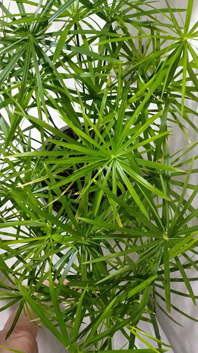 Крупное комнатное растение