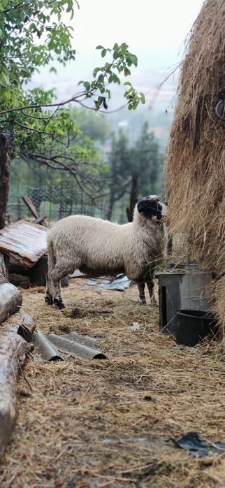 Vînd oi breze și un berbec