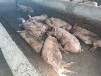 Скотина на продажу мясом