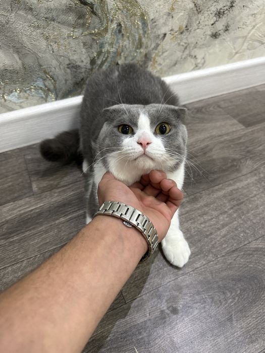 Mushuk erkak 1yow 2oylik kastratsiya qilinmagan