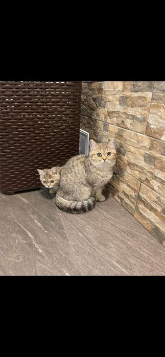 British shorthair băiețel