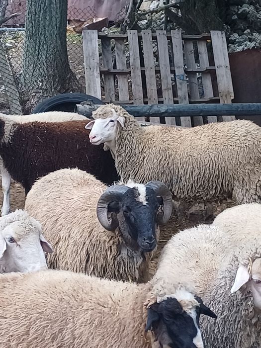 Продавам овен почти на 1 година