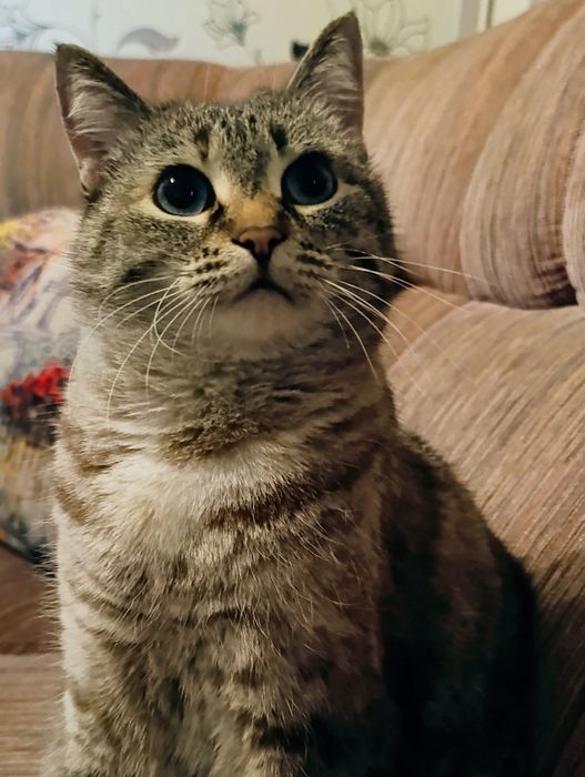 Дарю ласковую Кошечку