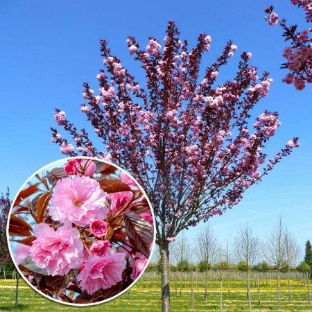 Cires Japonez (Royal Burgundy)