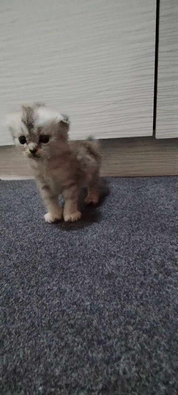Продам котят от правильной вязки