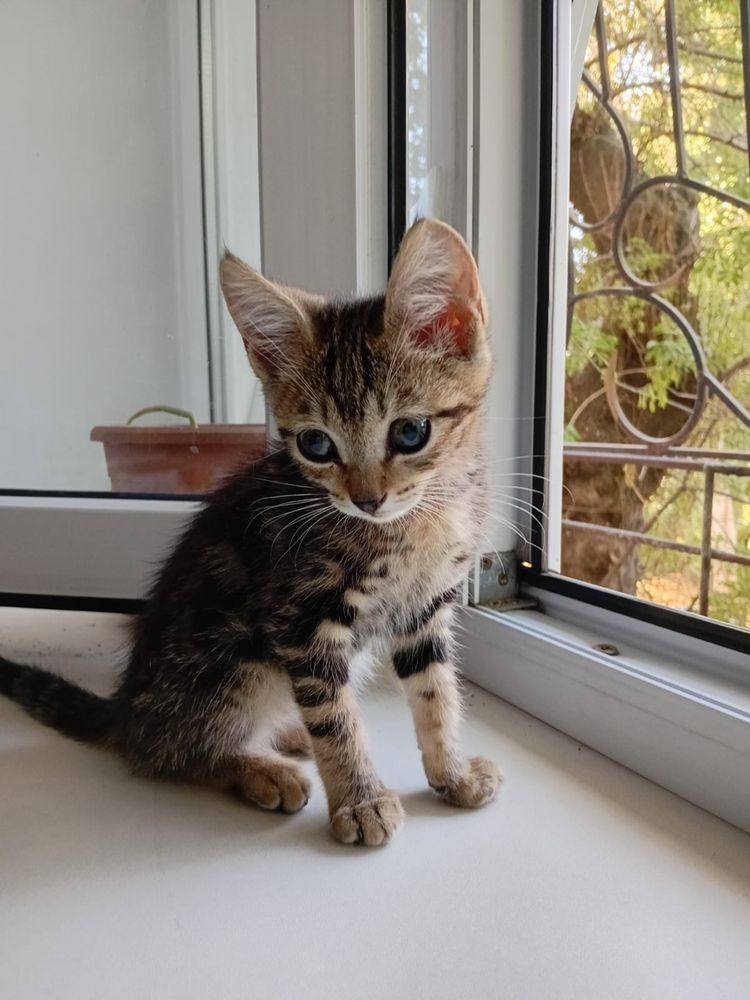 Кошечка бесплатно