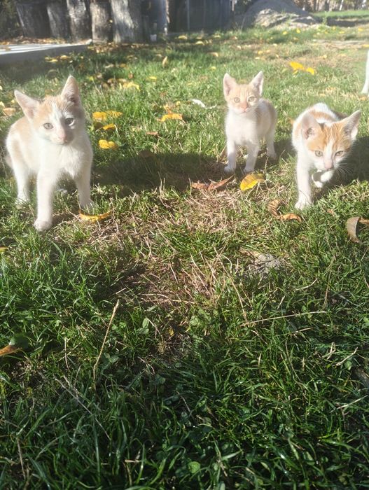 Adopție pisoi  jucăuși