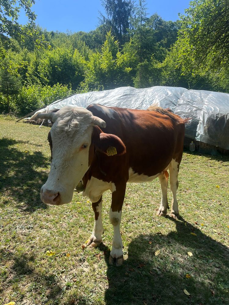 Vând vacă baltata romaneasca
