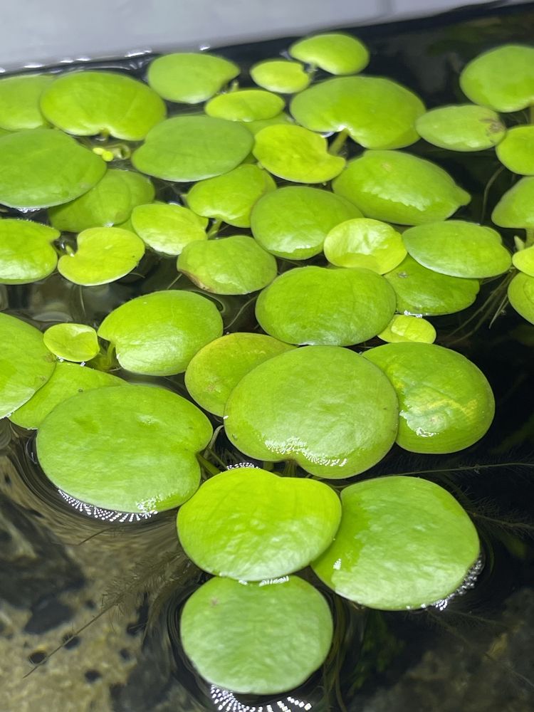 Plante pentru acvariu pesti