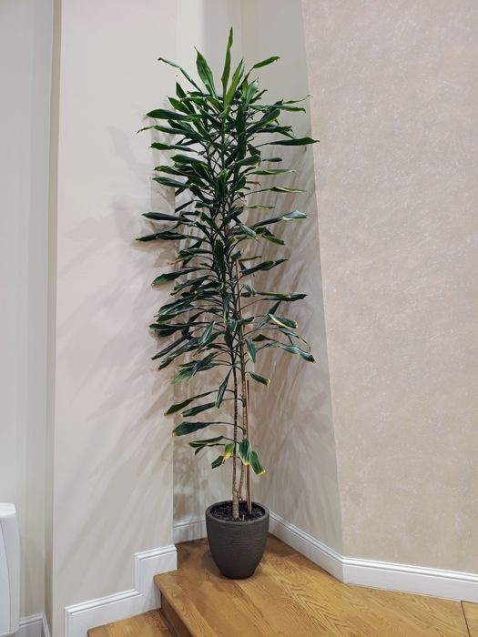 Floare Trunchiul fericirii (dracena fragrans)