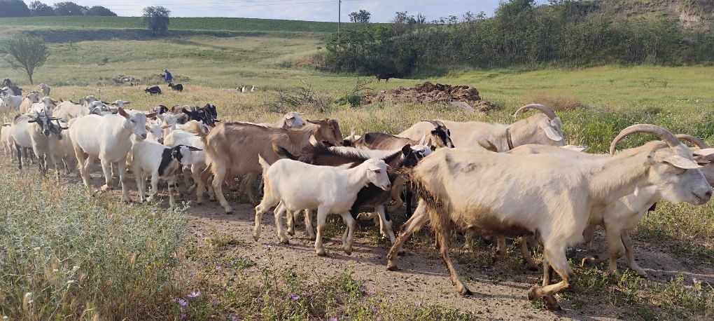Продавам ярета за месо и разплод