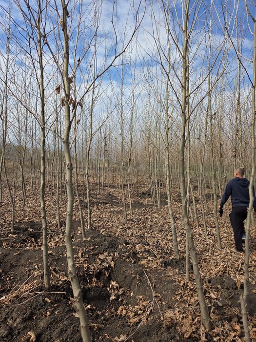 Vând Brazi argintii și verzi Platani Mesteacăn