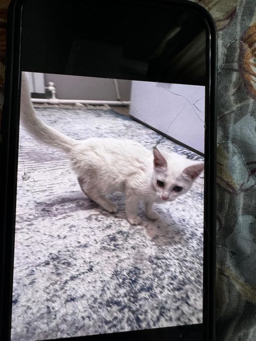 Белые котята (две)
