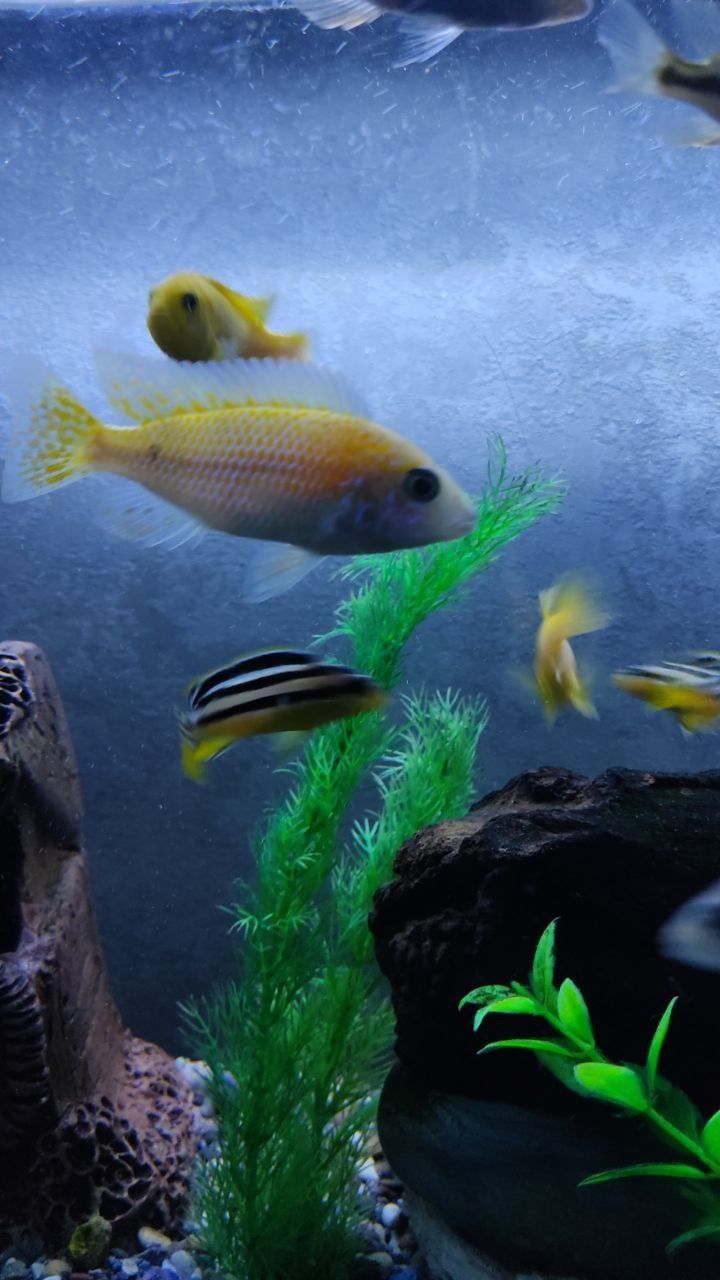 Akvarium 100 litr 900 000